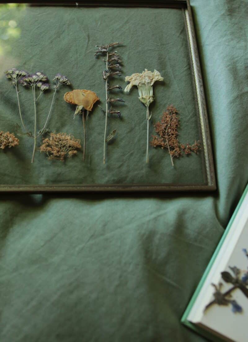 Pressing and Preserving Summer Flowers