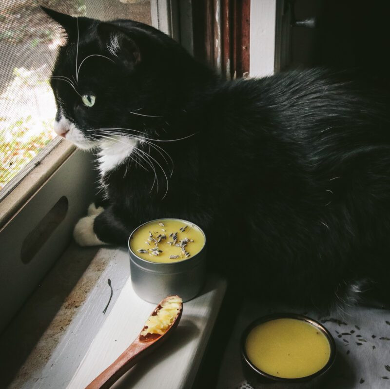 Homemade Paw Balm for Cats and Dogs Through the Wildwood