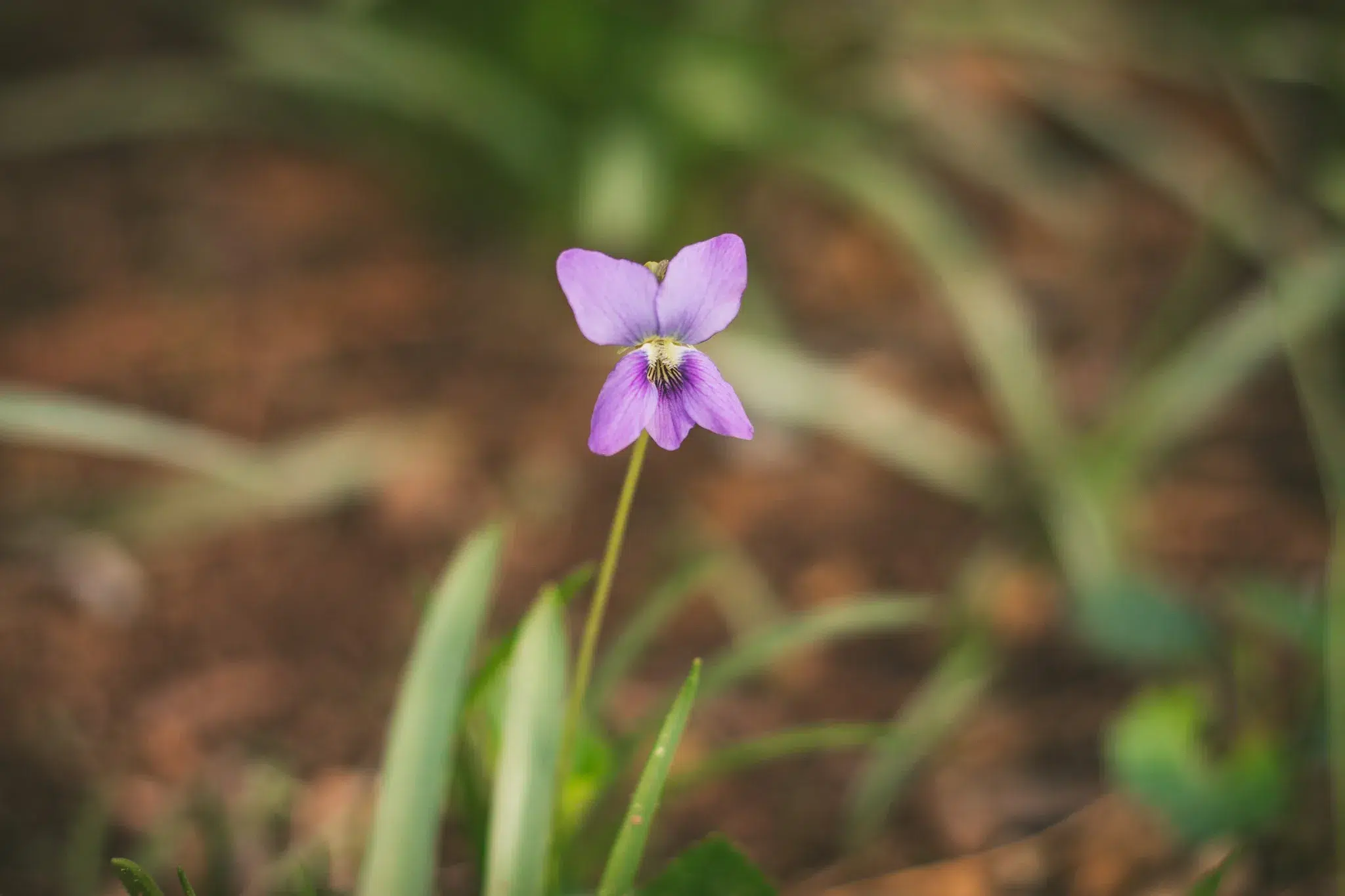 wild violets