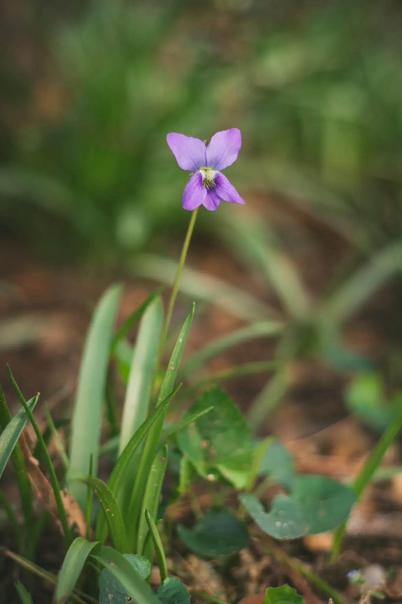 wild violets