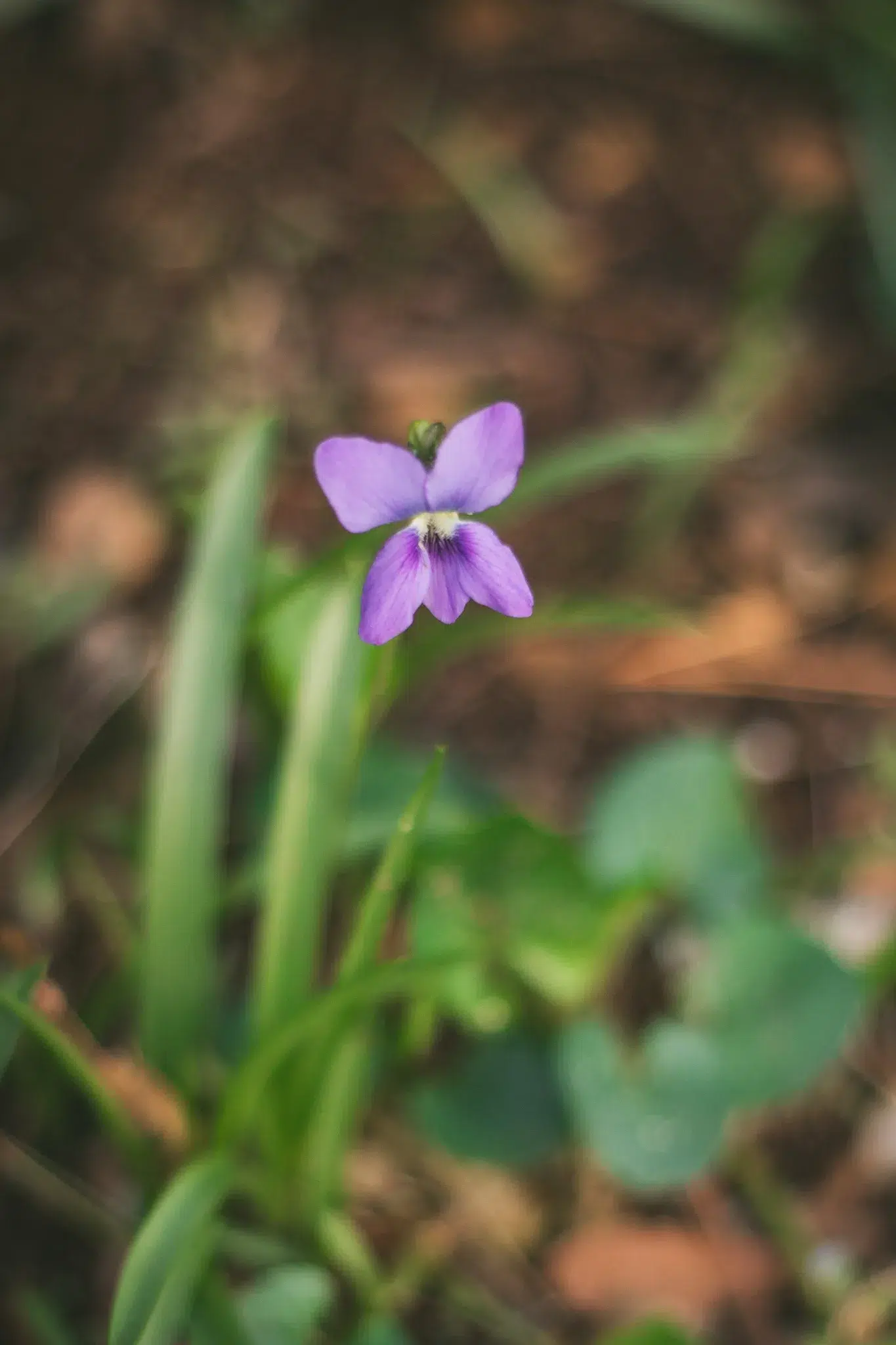 wild violets