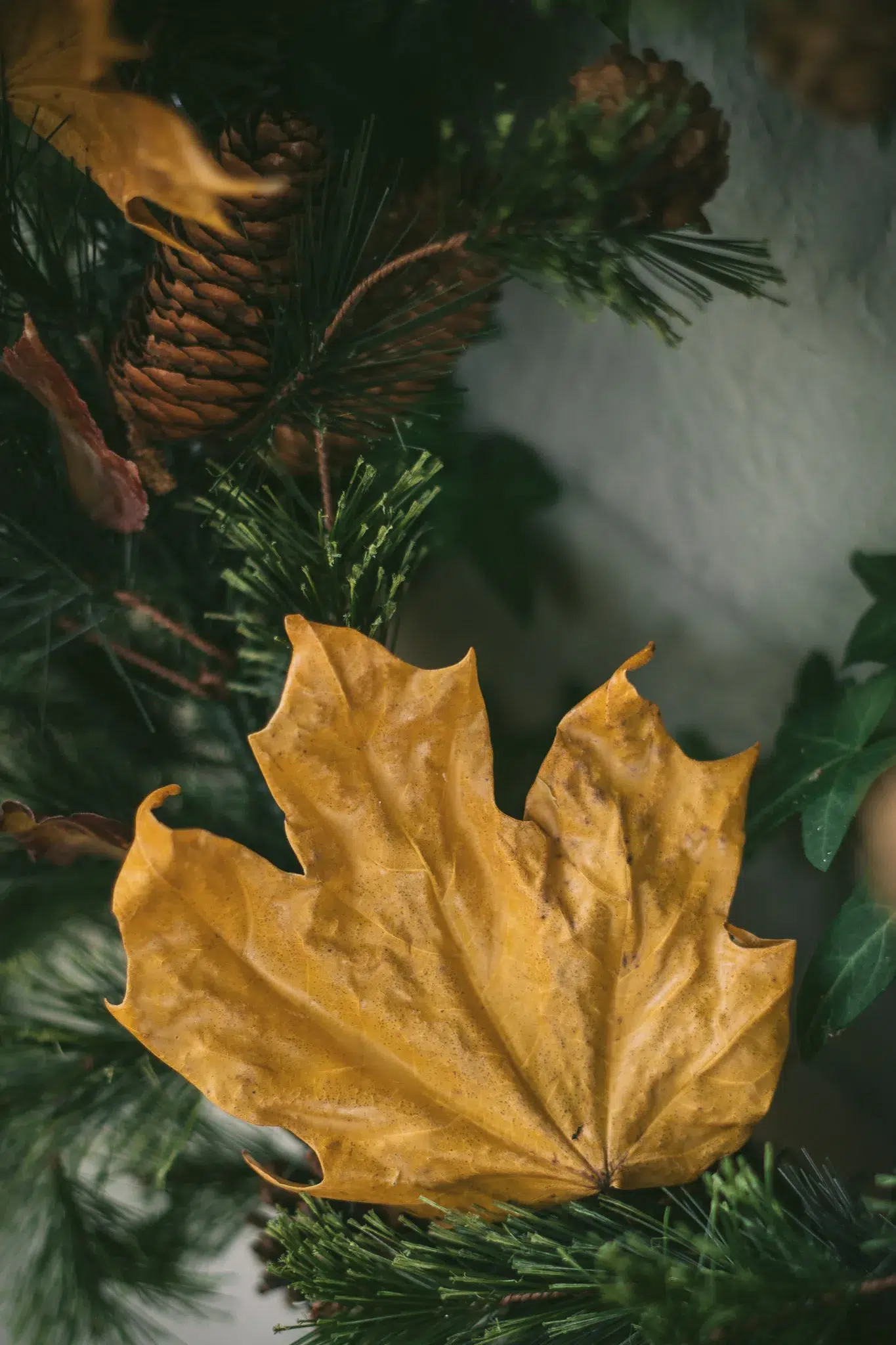 waxed leaves