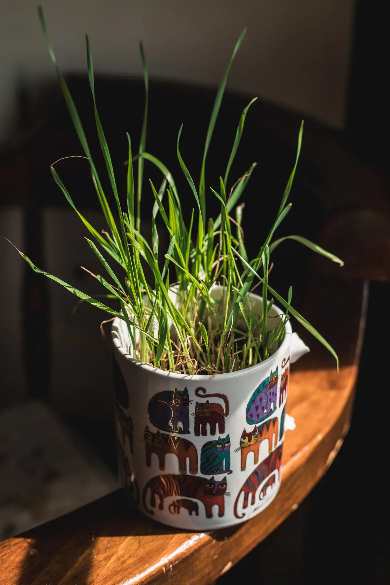 how to grow cat grass