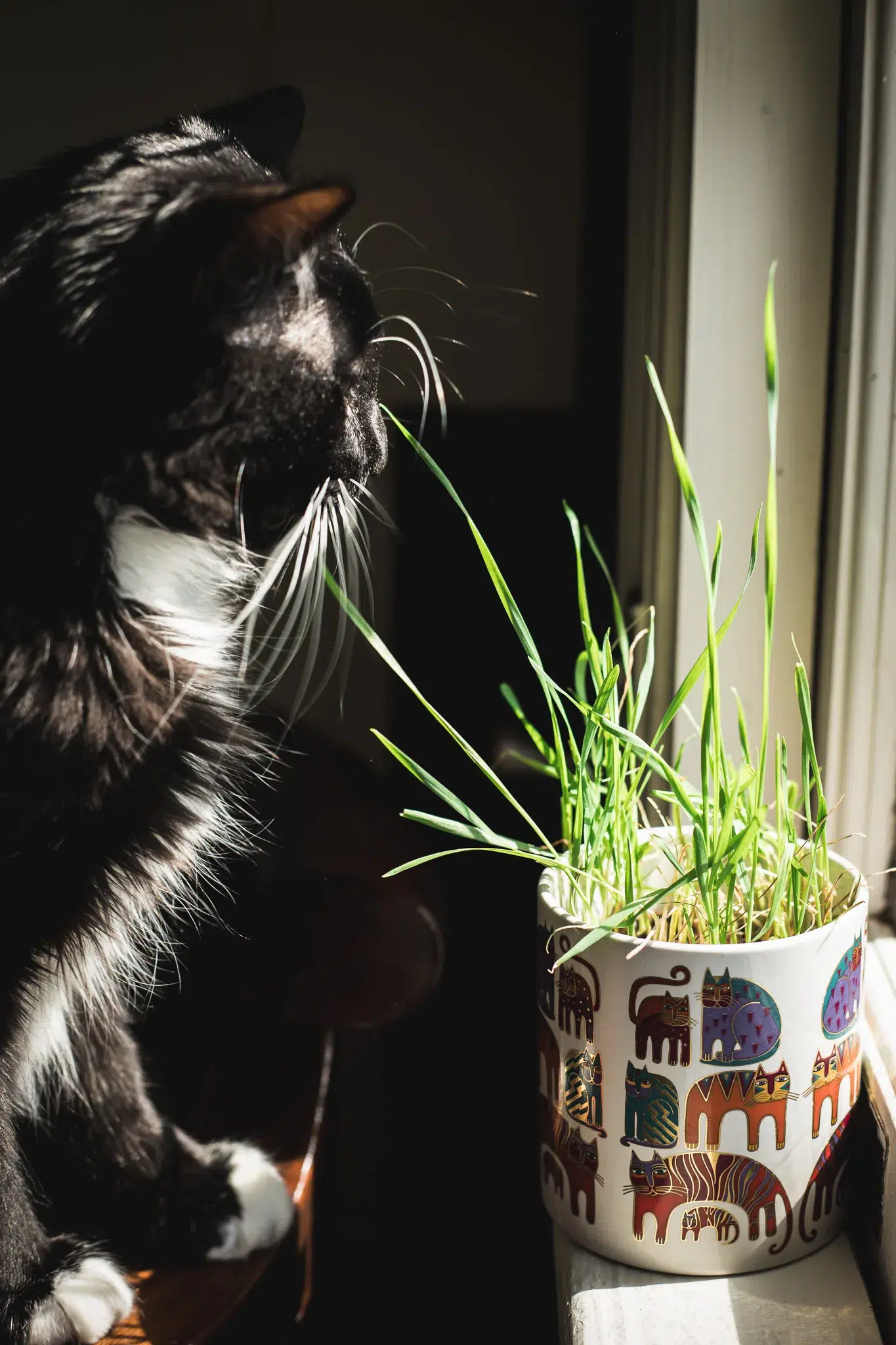 how to grow cat grass