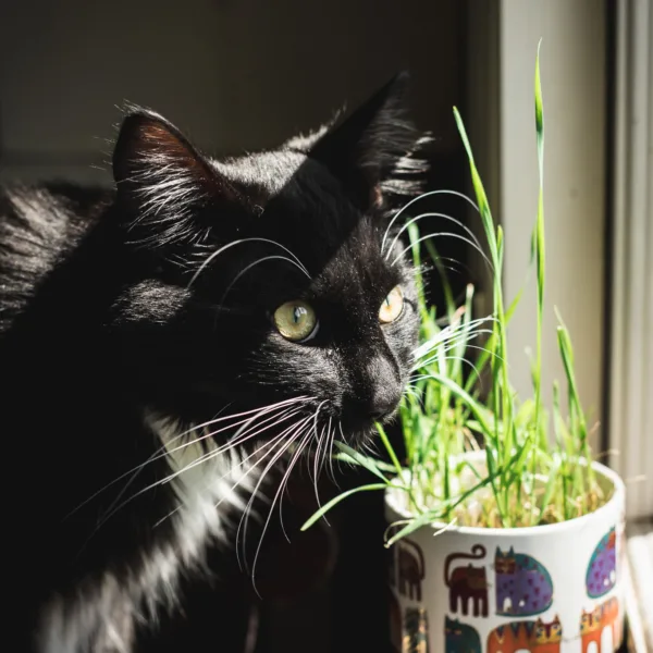 how to grow cat grass