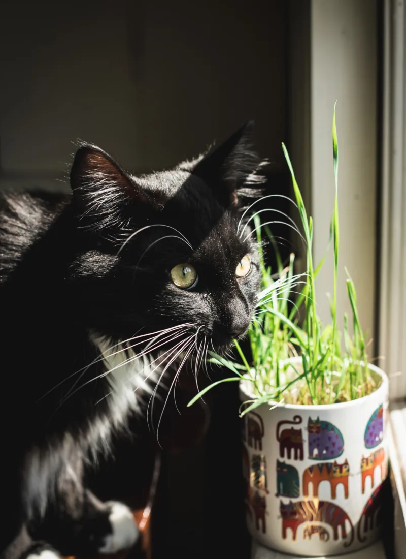 how to grow cat grass